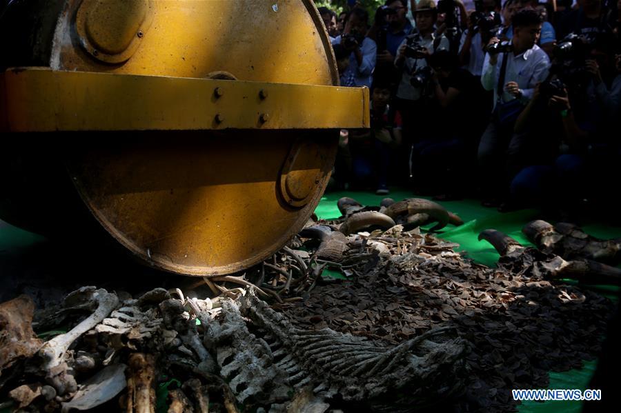 MYANMAR-YANGON-ELEPHANT IVORY AND WILDLIFE PARTS-DESTRUCTION