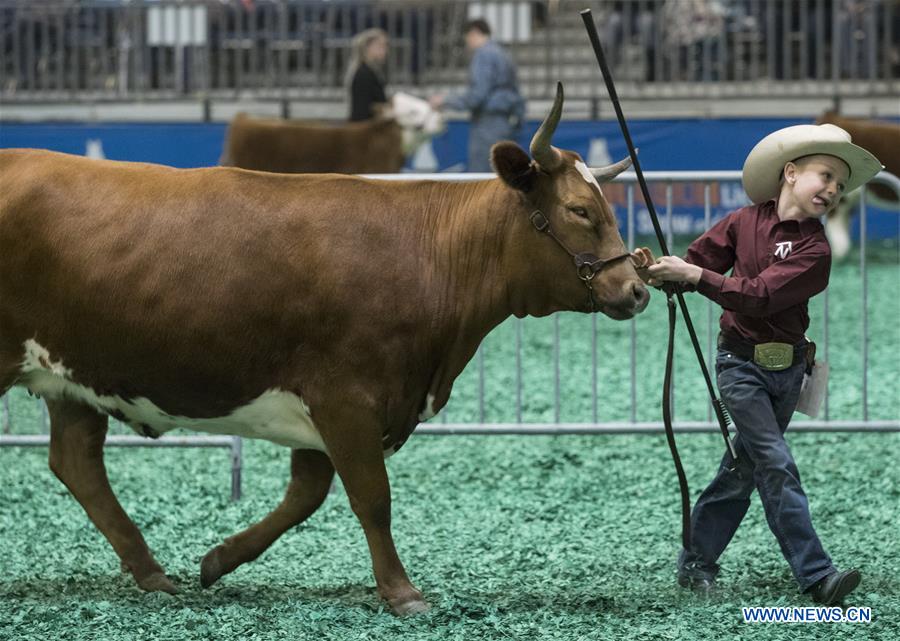 U.S.-HOUSTON-LIVESTOCK SHOW-TEXAS LONGHORN CONTEST