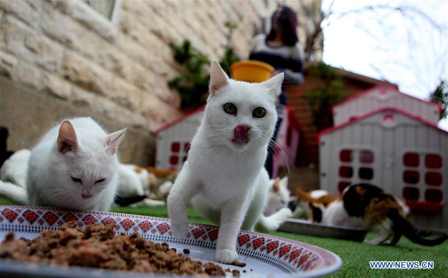 MIDEAST-HEBRON-CATS-SHELTER