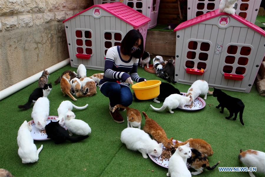 MIDEAST-HEBRON-CATS-SHELTER