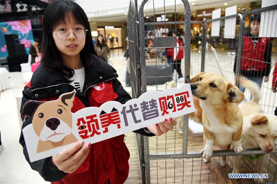 CHINA-SHANDONG-QINGDAO-ANIMAL-ADOPTION (CN)