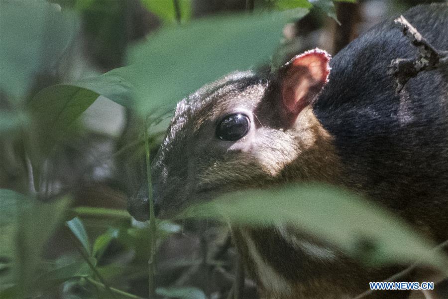 SINGAPORE-RARE MOUSE DEER