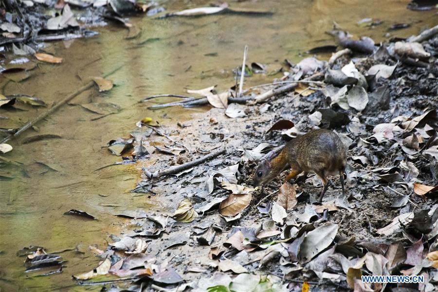 SINGAPORE-RARE MOUSE DEER