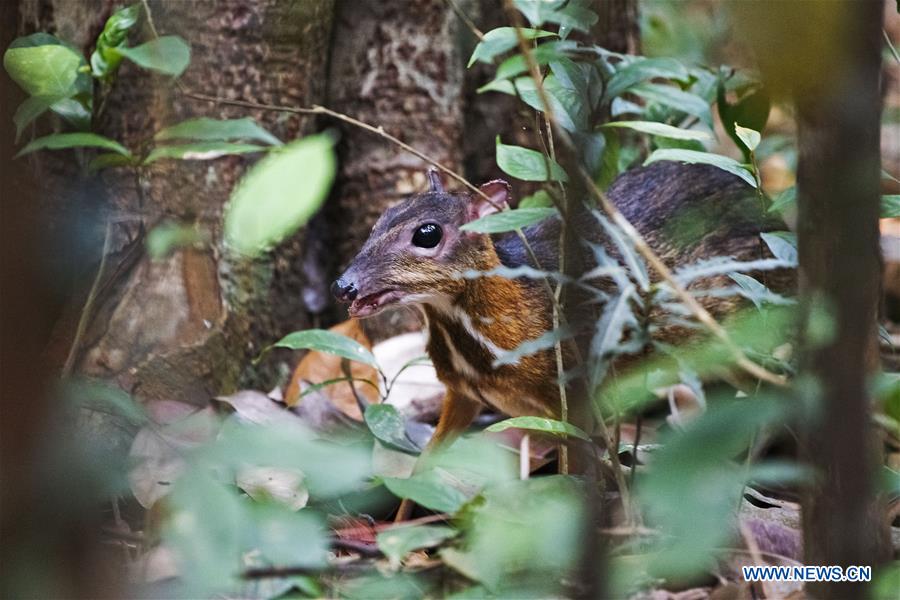 SINGAPORE-RARE MOUSE DEER