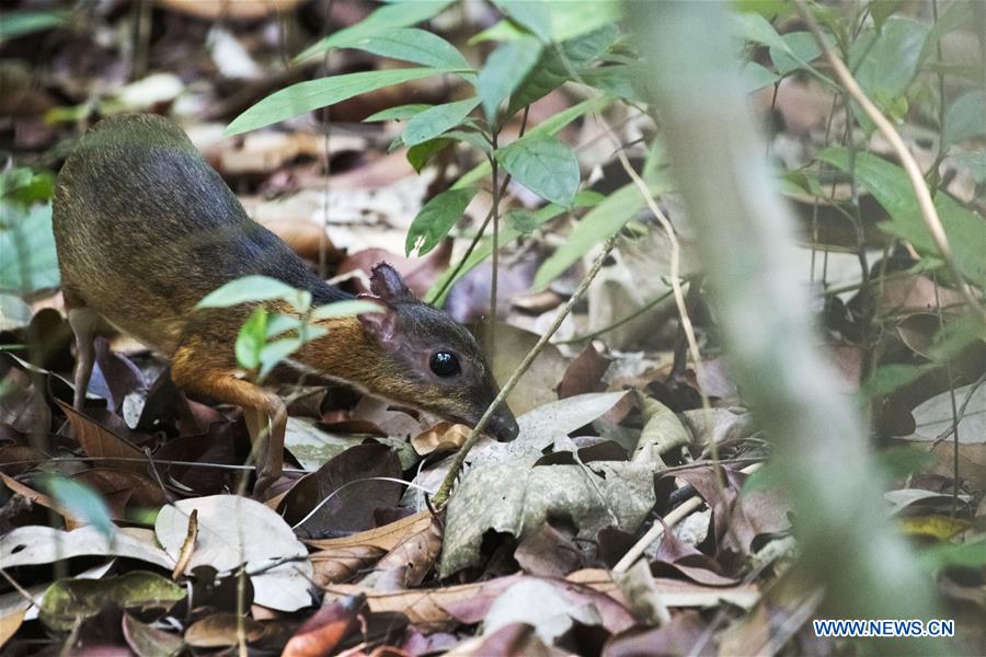 SINGAPORE-RARE MOUSE DEER