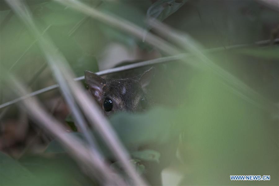 SINGAPORE-RARE MOUSE DEER