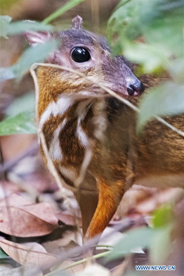 SINGAPORE-RARE MOUSE DEER