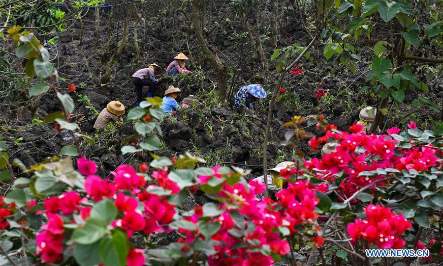 CHINA-HAIKOU-AGRICULTURAL DEVELOPMENT (CN)