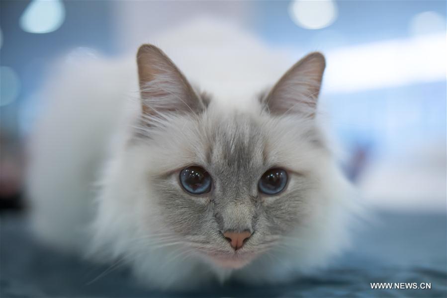 HUNGARY-BUDAPEST-INTERNATIONAL CAT SHOW 