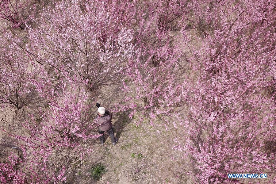 # CHINA-SPRING-SCENERY (CN)