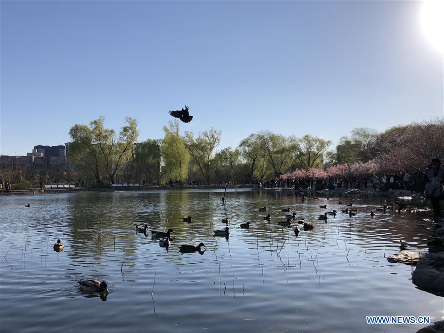 (BeijingCandid) CHINA-BEIJING-SPRING(CN)