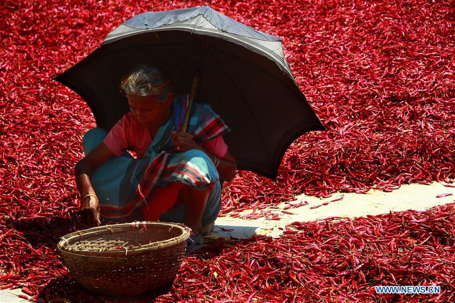 BANGLADESH-BOGRA-CHILI