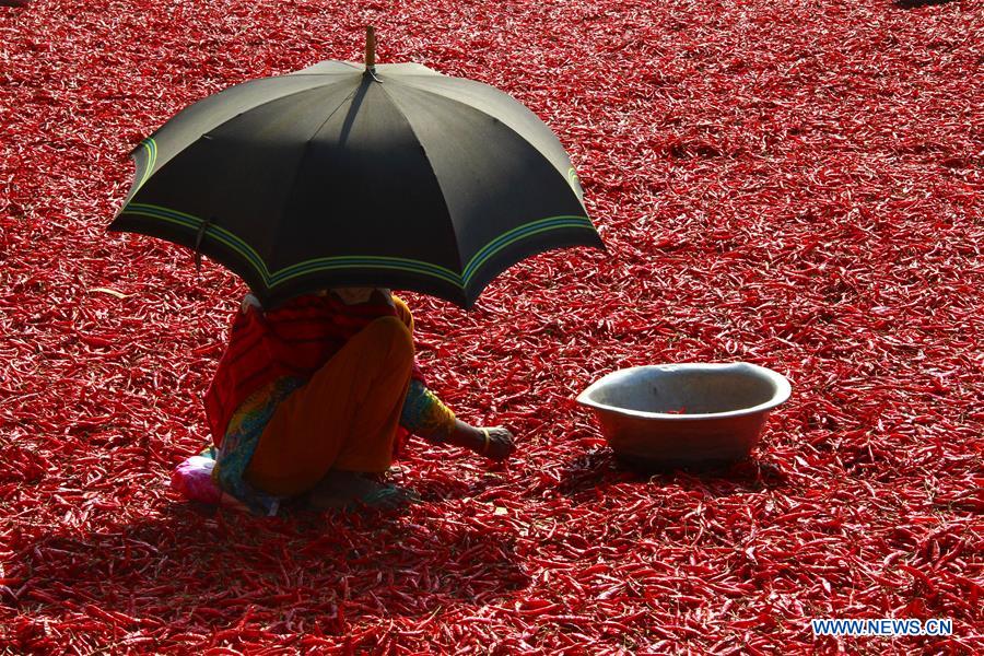 BANGLADESH-BOGRA-CHILI