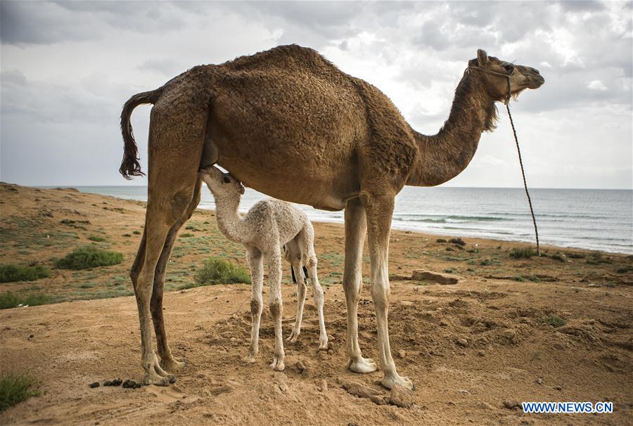 IRAN-QESHM ISLAND-DAILY LIFE