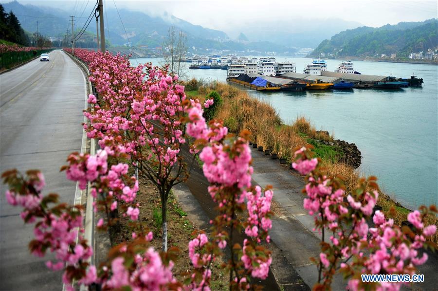 #CHINA-HUBEI-YICHANG-CHERRY BLOSSOMS (CN)