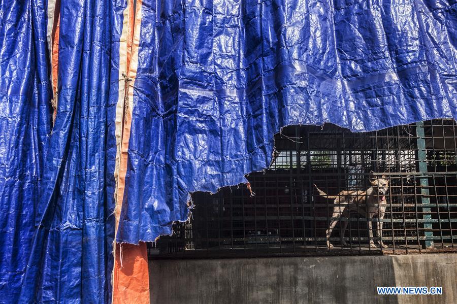 INDIA-KOLKATA-STRAY ANIMALS
