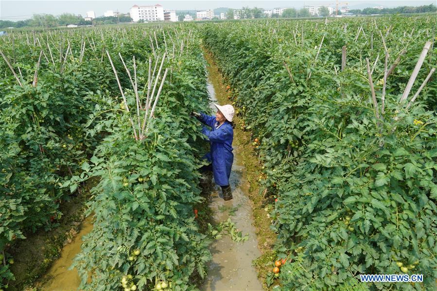 #CHINA-SPRING-FARM WORK (CN)