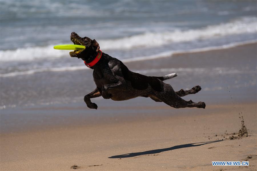 U.S.-CALIFORNIA-LOS ANGELES-CORGI BEACH DAY