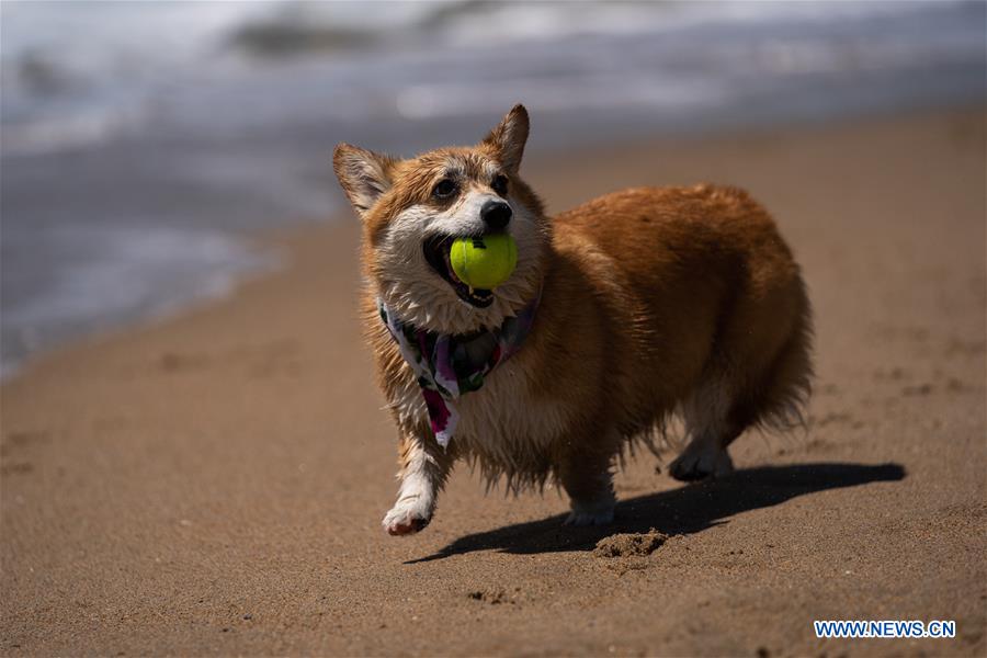 U.S.-CALIFORNIA-LOS ANGELES-CORGI BEACH DAY