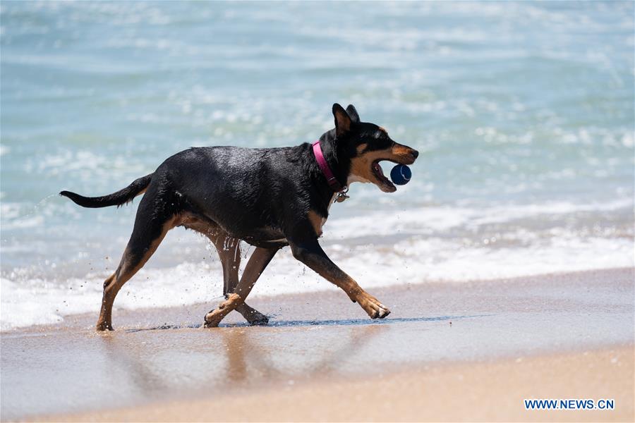 U.S.-CALIFORNIA-LOS ANGELES-CORGI BEACH DAY