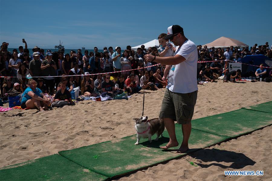 U.S.-CALIFORNIA-LOS ANGELES-CORGI BEACH DAY