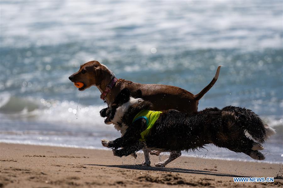 U.S.-CALIFORNIA-LOS ANGELES-CORGI BEACH DAY