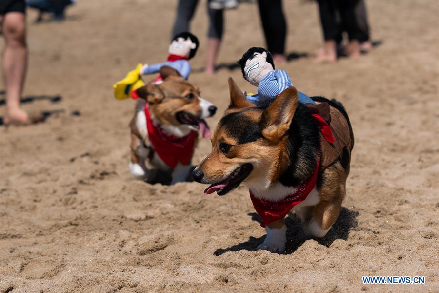 U.S.-CALIFORNIA-LOS ANGELES-CORGI BEACH DAY