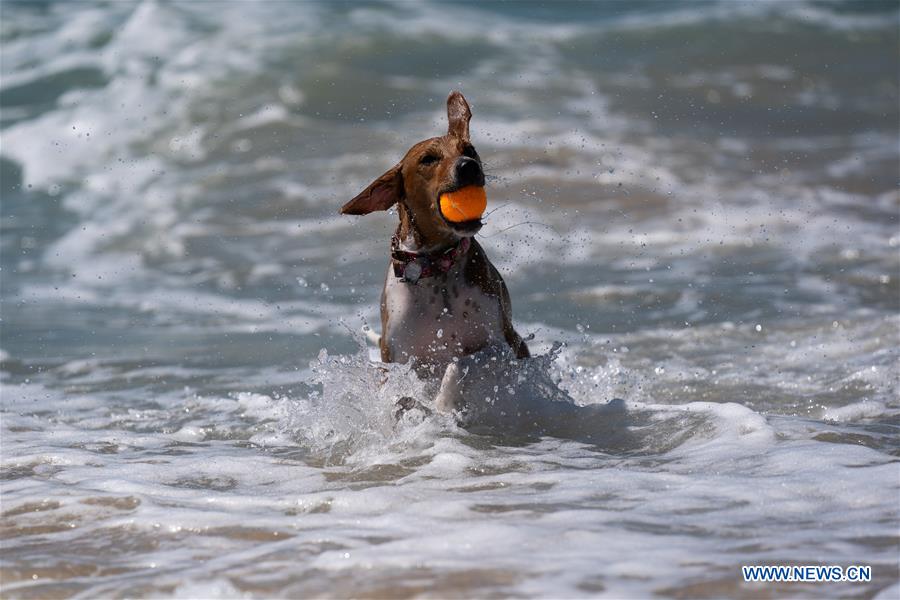 U.S.-CALIFORNIA-LOS ANGELES-CORGI BEACH DAY