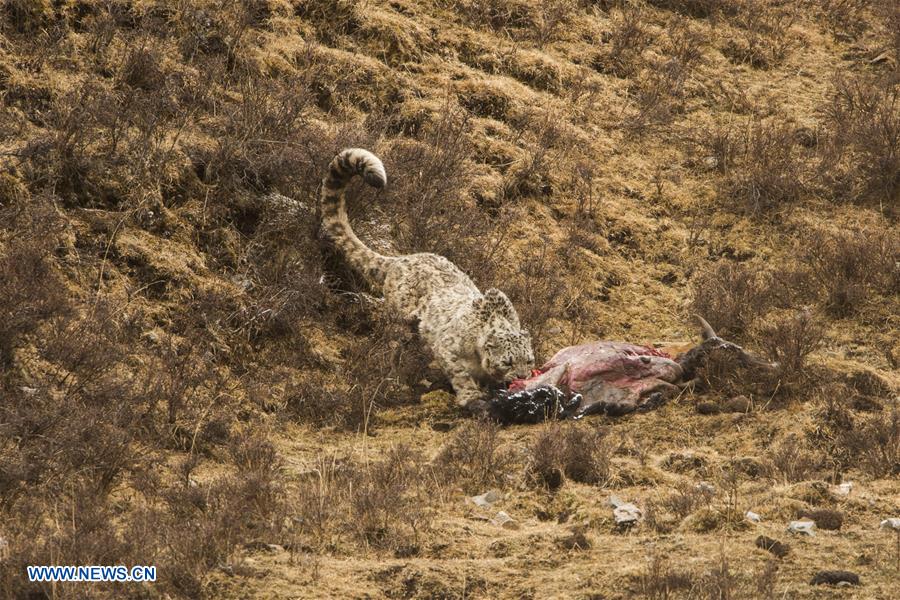 CHINA-SNOW LEOPARD-PROTECTION(CN)