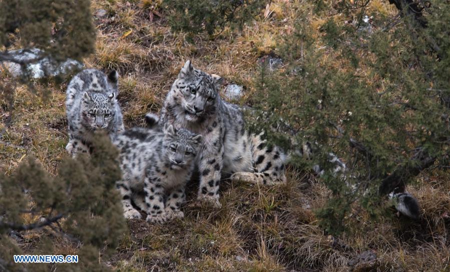 CHINA-SNOW LEOPARD-PROTECTION(CN)