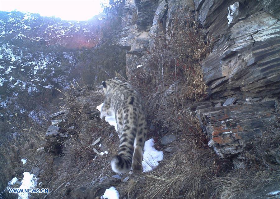 CHINA-SNOW LEOPARD-PROTECTION(CN)