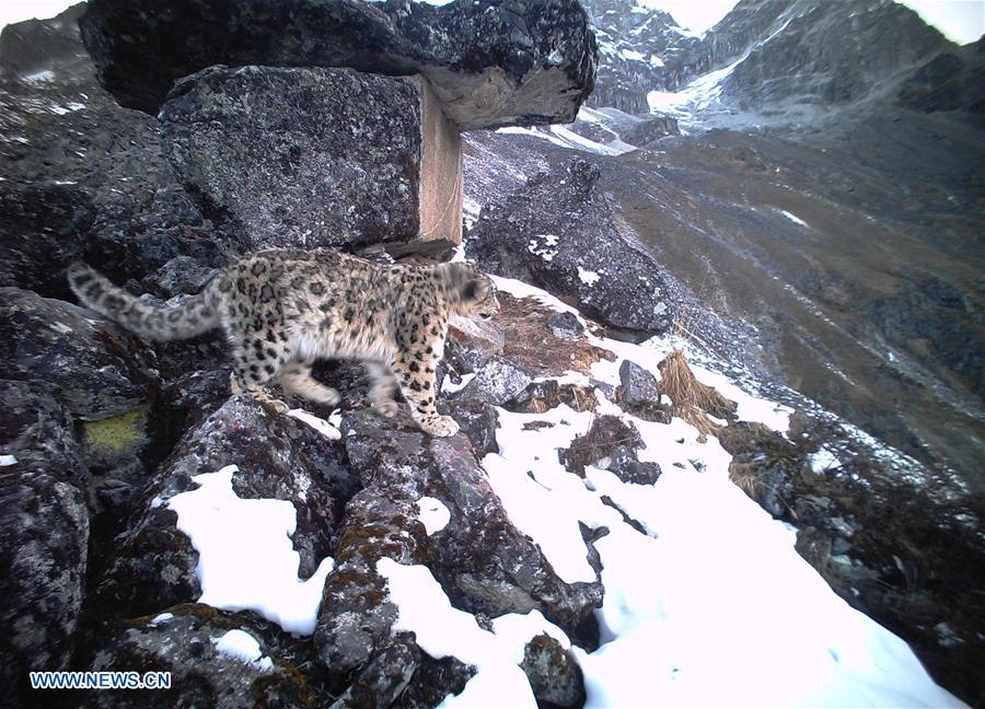 CHINA-SNOW LEOPARD-PROTECTION(CN)