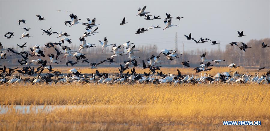 CHINA-JILIN-NATURE RESERVE-MIGRANT BIRDS (CN)