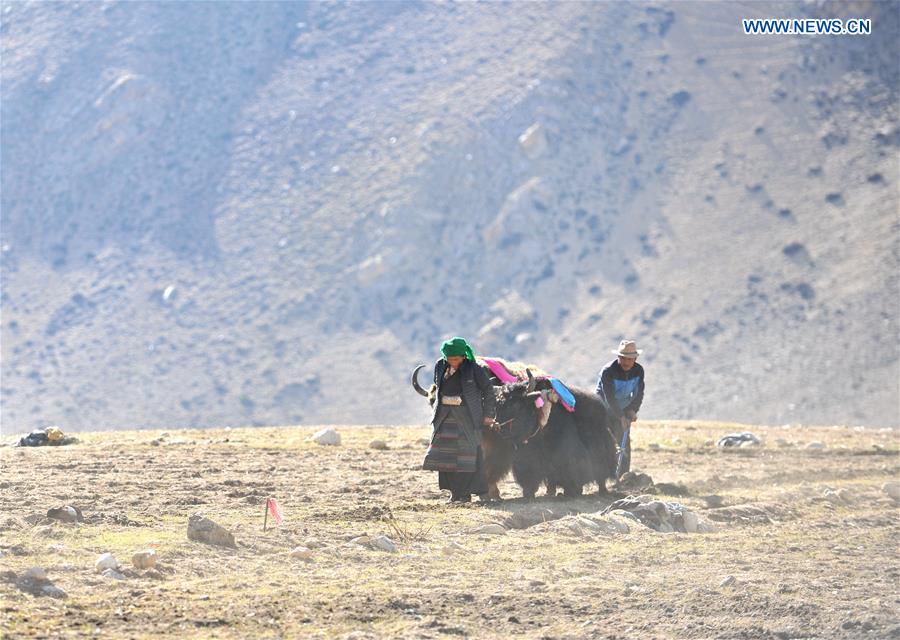 CHINA-TIBET-XIGAZE-FARMING (CN)