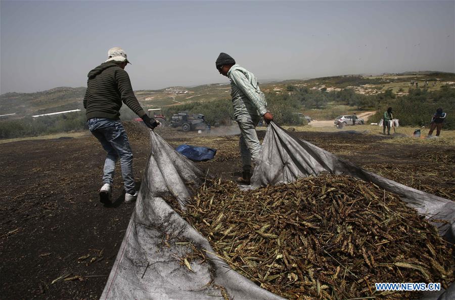 MIDEAST-JENIN-FREEKEH