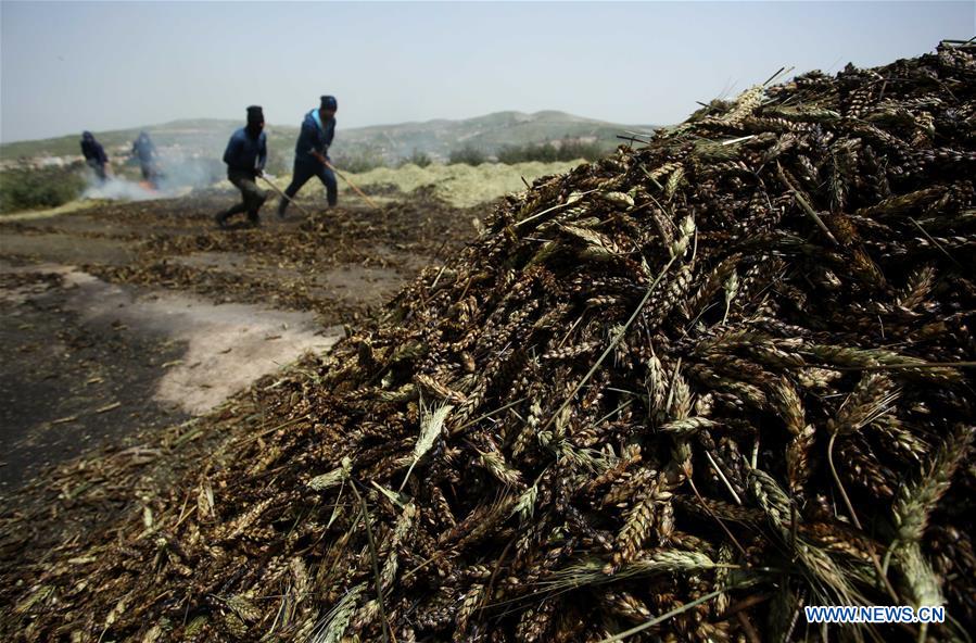 MIDEAST-JENIN-FREEKEH