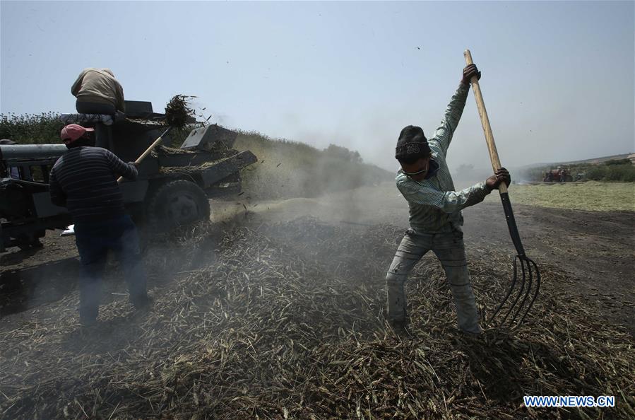 MIDEAST-JENIN-FREEKEH