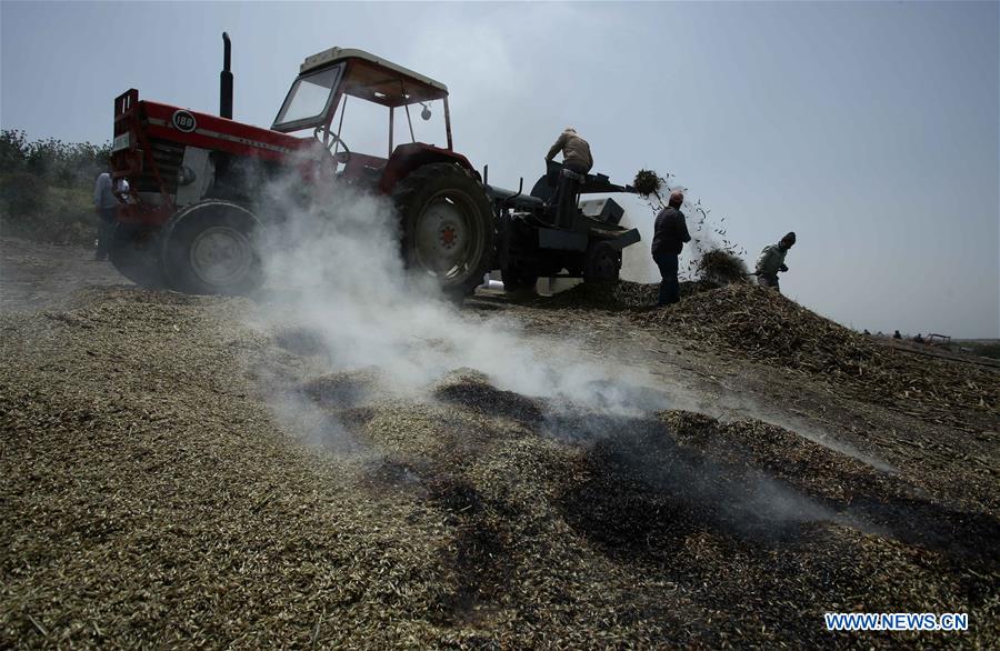 MIDEAST-JENIN-FREEKEH