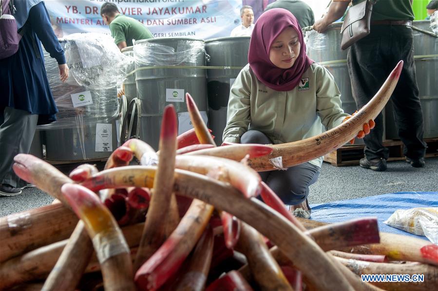 MALAYSIA-SEREMBAN-IVORY-INCINERATION