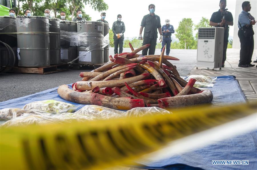 MALAYSIA-SEREMBAN-IVORY-INCINERATION