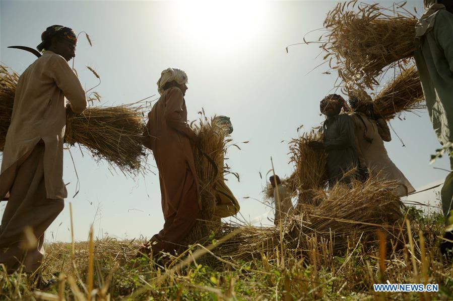 PAKISTAN-ISLAMABAD-WHEAT CROP-HARVEST