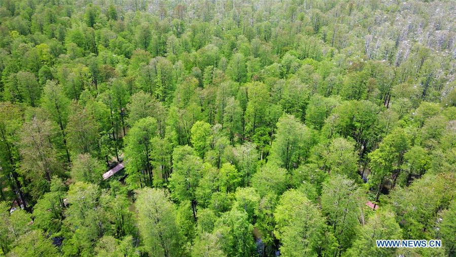 #CHINA-JIANGSU-XINGHUA-FOREST-SCENERY (CN)