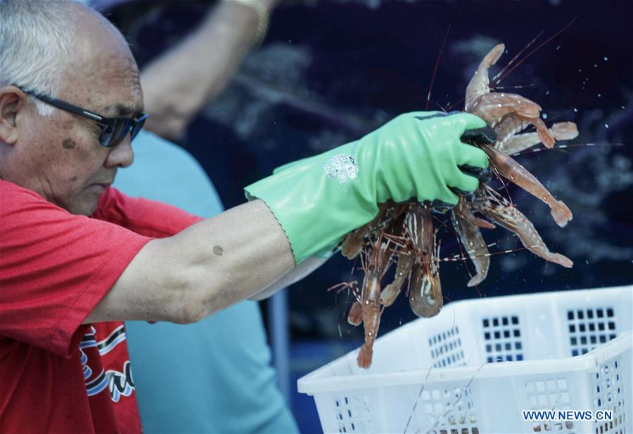 CANADA-RICHMOND-SPOT PRAWN SEASON