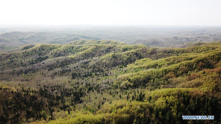 CHINA-YICHUN-NATIONAL FOREST PARK (CN)