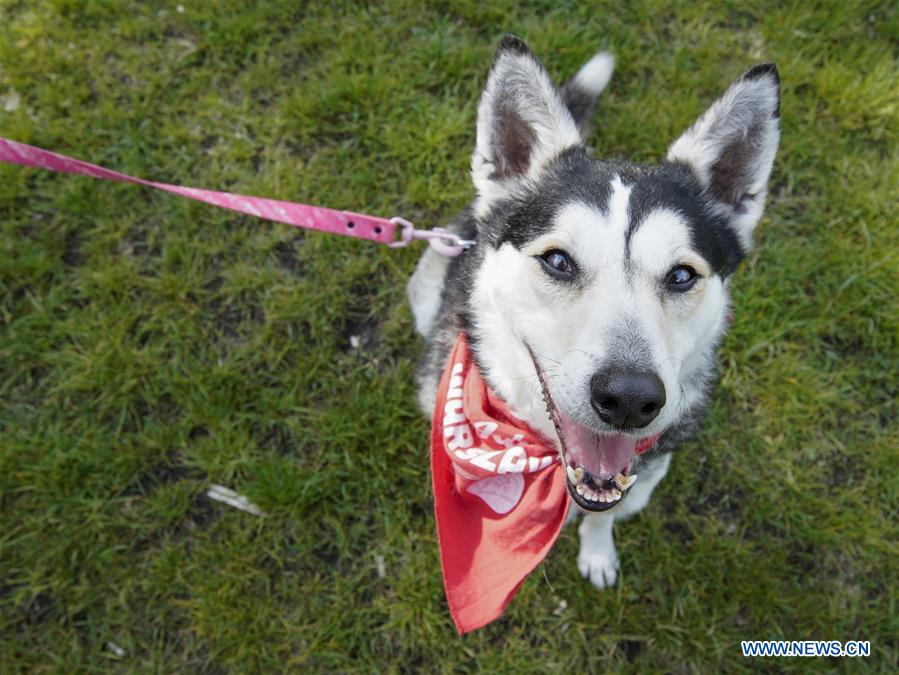 POLAND-WARSAW-WARSAW PET DAY