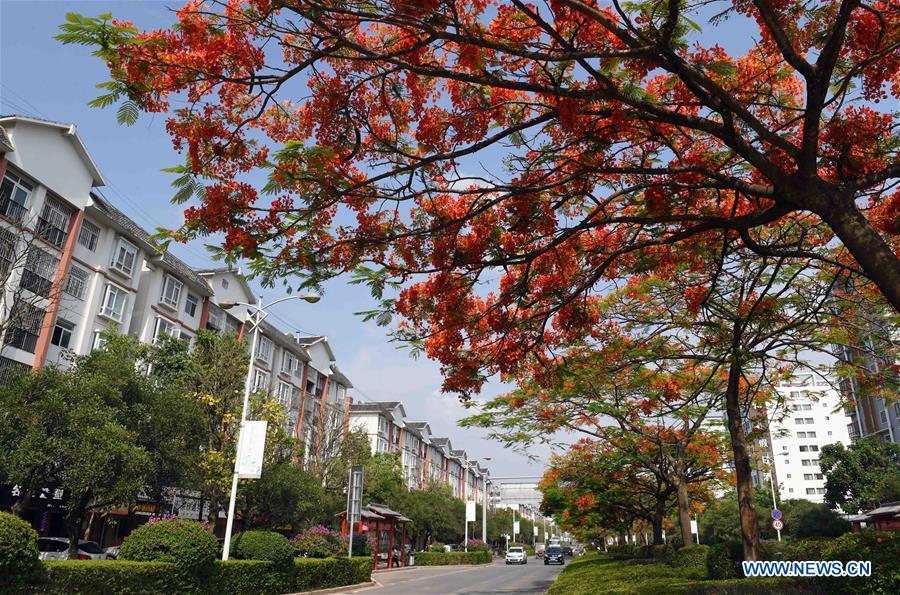 CHINA-YUNNAN-FLAMBOYANT TREE(CN)