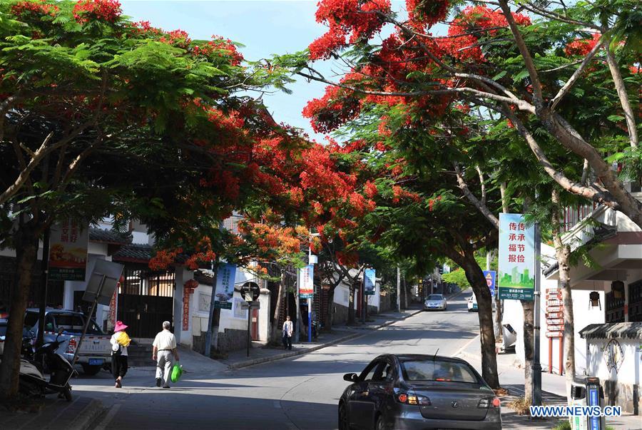 CHINA-YUNNAN-FLAMBOYANT TREE(CN)