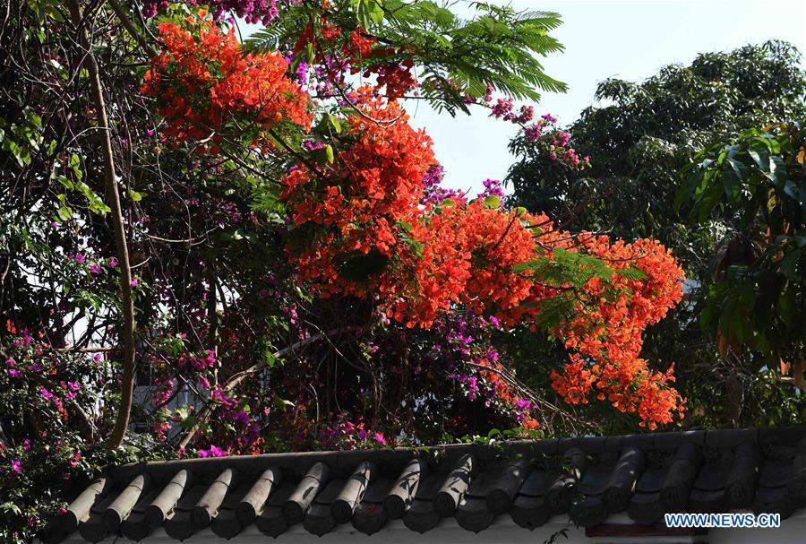 CHINA-YUNNAN-FLAMBOYANT TREE(CN)