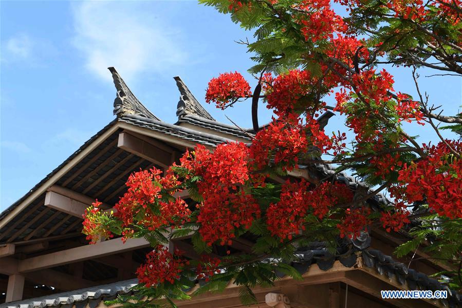 CHINA-YUNNAN-FLAMBOYANT TREE(CN)