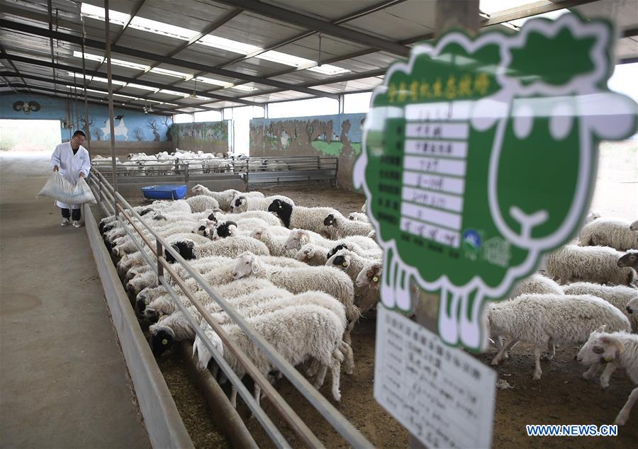 CHINA-NINGXIA-YANCHI-GRADUATE-SHEEP RAISING (CN)